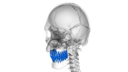 Human Teeth Anatomy 3D Illustration