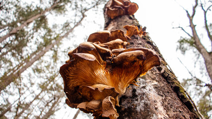 Mushrooms on tree trunk in the forest