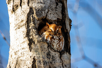Eastern Screech Owl