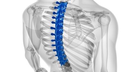 Human Skeleton Vertebral Column Thoracic Vertebrae Anatomy