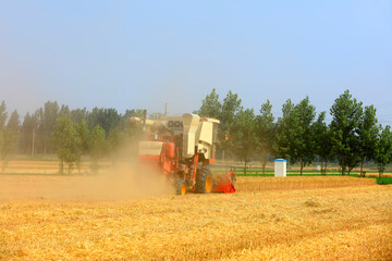 Fototapeta premium combine harvester working on a wheat field