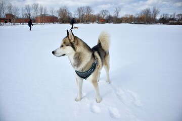 Fototapeta na wymiar husky on the snow