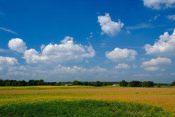 a field of soybeans turning yellow in autumn. The sky is blue with puffy clouds. The photo is a...