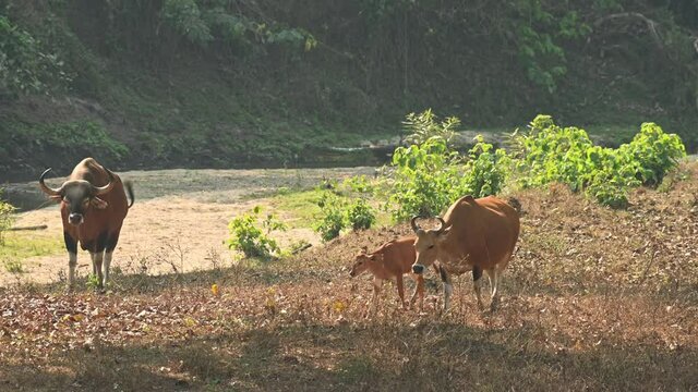 Banteng, Bos javanicus, 4K footage, Huai Kha Kaeng Wildlife Sanctuary, Thailand; bull whips its head around to excrete nasal fluid, mother and calf joins to exit to the left, Green Peafowl arrives.