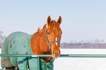 A chestnut filly with a green blanket on looking over a green metal gate on a sunny day in the...