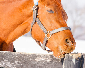 The head of a chestnut horse with a halter, chewing on a wooden post in the winter with snow in the background.