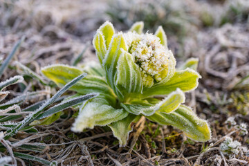 フキノトウの芽に霜のクローズアップ