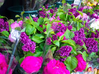 Purple Lilacs at the flower shop