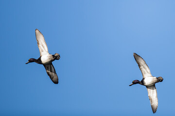 Pair of Drake Scaup Ducks Pass Overhead on a Blue Sky Day