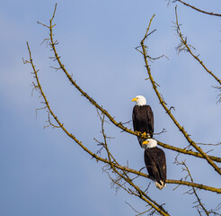 Close Up of a Mated Pair of Bald Eagles Enjoying Each Other's Company