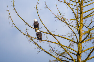 Mated Pair of Bald Eagles Enjoying Each Other's Company