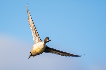 Drake Northern Pintail Duck in Flight in Good Winter Light