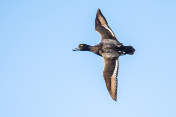 Lesser Scaup Ducks Makes a Hard Bank While Preparing for Landing With Wings Set