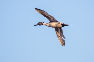 Drake Northern Pintail Duck in Flight in Good Winter Light