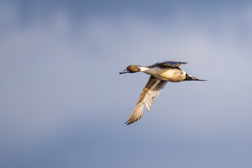 Drake Northern Pintail Duck in Flight in Good Winter Light