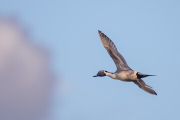 Drake Northern Pintail in Flight in Good Winter Light