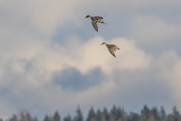 Drake and Hen Norther Pintail Ducks Prepare to Land on a Cloudy Winter Day