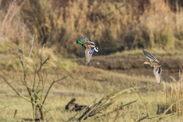 Mated Pair of Mallard Ducks Lands in Wetlands Near Spencer Island in Everett Washington