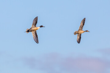 Drake and Hen Norther Pintail Ducks Pass Overhead on a Sunny Winter Day
