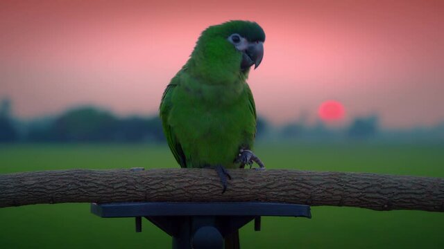 Macaws pairing in the sun, flying freely in the evening as the sun sets on a wooden rail in the field of rice fields.