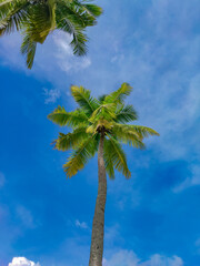 Naklejka premium palm tree and blue sky
