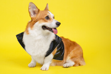 Welsh corgi Pembroke dog in rocker leather jacket obediently sits with sticking tongue out, and waits, yellow background, copy space. Ads for pet clothing, entertainment center or veterinary clinic.