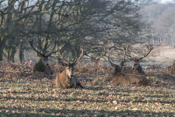 The King's Deer (Red Deer) are native to the UK and can be found in old park reserves such as Richmond Park in the heart of London, UK.
