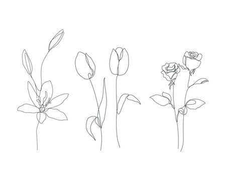 Naklejki lily, tulip, and rose flowers illustration in one line art style. continuous drawing in vector best used for icon, wall art prints, posters, magazine, postcard, etc.