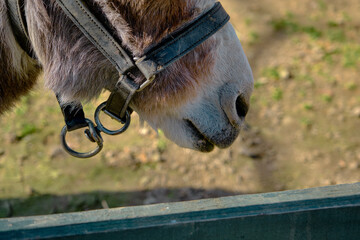 Mouth of a small and very cute donkey behind a fence made of wooden material. Breeching on its mouth with soil background.