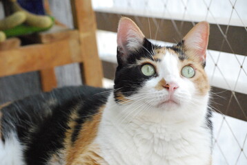 Calico cat on balcony