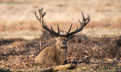 The King's Deer (Red Deer) are native to the UK and can be found in old park reserves such as Richmond Park in the heart of London, UK.