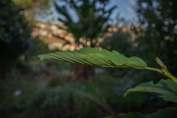leaves in the forest