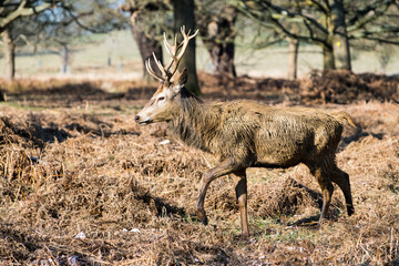 The King's Deer (Red Deer) are native to the UK and can be found in old park reserves such as Richmond Park in the heart of London, UK.