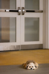 Small fluffy puppy patiently waiting by parking garage doors for someone to come