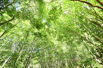 Naklejka premium 新緑のブナの森 新緑がきれいなグリーンシーズン