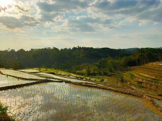 rice fields