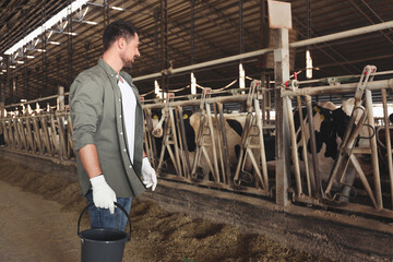 Worker with bucket in cowshed on farm. Animal husbandry