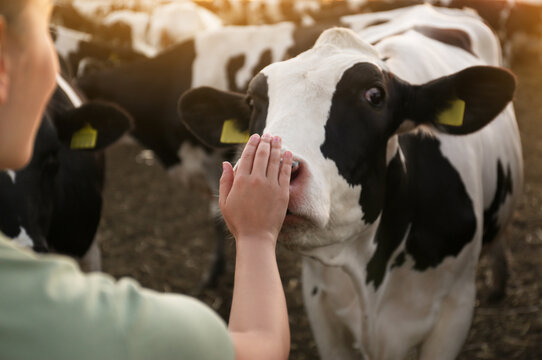 Young woman stroking cow on farm, closeup. Animal husbandry