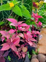 red and green leaves