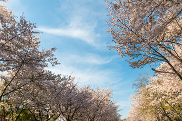 인천대공원 벚꽃
