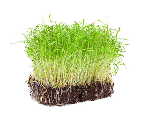 Fresh organic microgreen in soil on white background