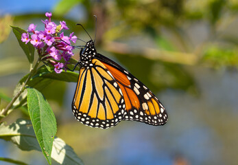 Close up of Monarch Butterfly
