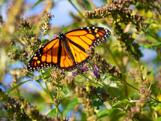 Fototapeta na wymiar Close up of Monarch Butterfly 