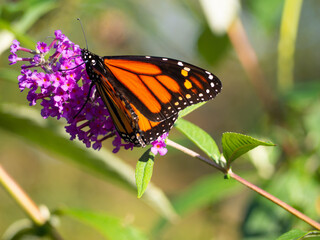Close up of Monarch Butterfly
