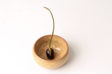 Seed to germinate (small lotus) waiting for further growth.