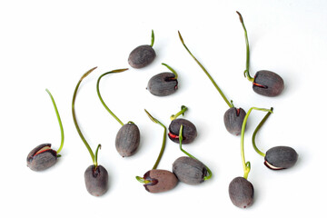 Seeds to germinate (small lotus) waiting for further growth.