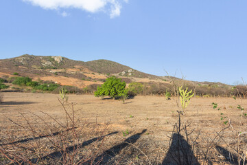 Paisagem de ambiente seco de interior
