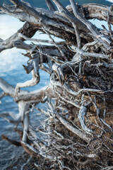 roots of a tree on the beach 