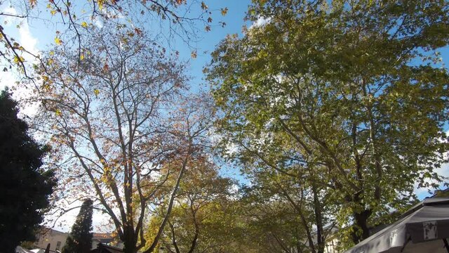 Tree tops along pedestrian street. Look up foliage on sunny day
