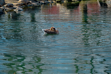 Fototapeta premium White and colorful big birds ducks and pelicans are swimming on small pond. Pelican embedded its head in to the water.